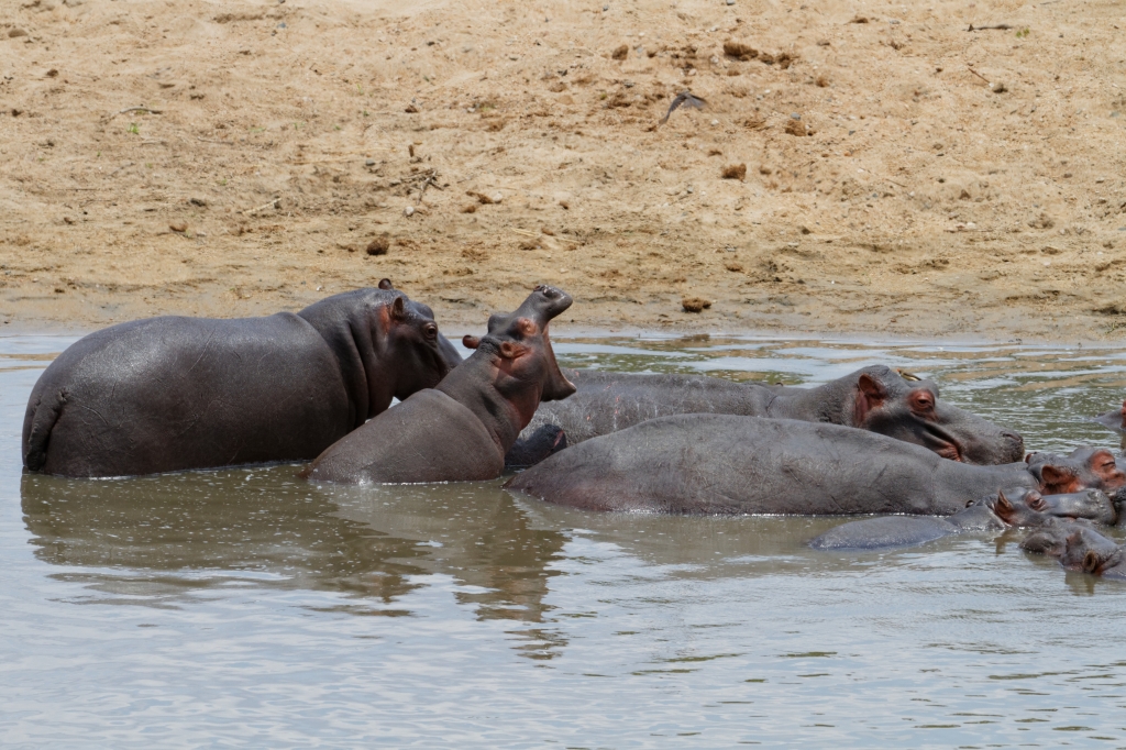 08 - Kruger NP (42).jpg